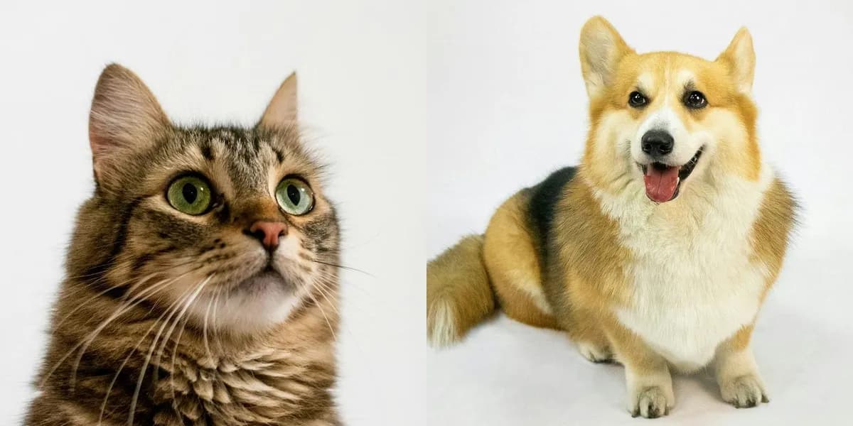 Кошка и собака